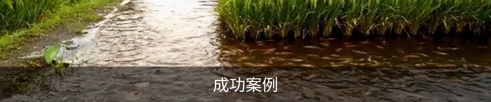 成功案例